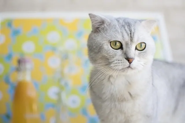 Can Cats Be Autistic? Fluffy Kitty