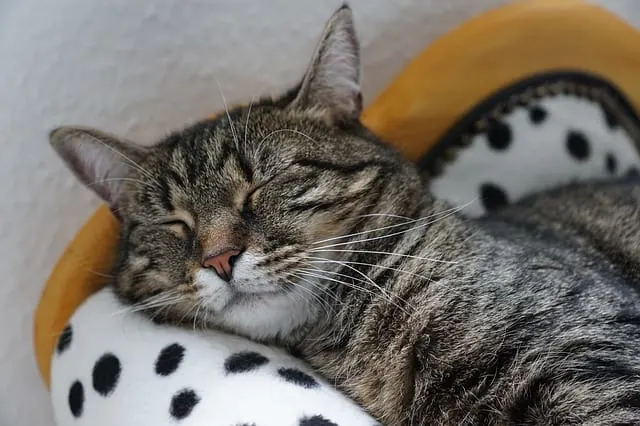 10 Ways to Tell If Your Cat Is Happy | Fluffy Kitty