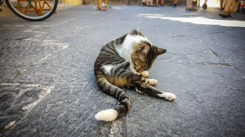 why do cats pull their hair out / Fluffy Kitty