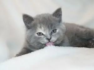 homemade cat food 