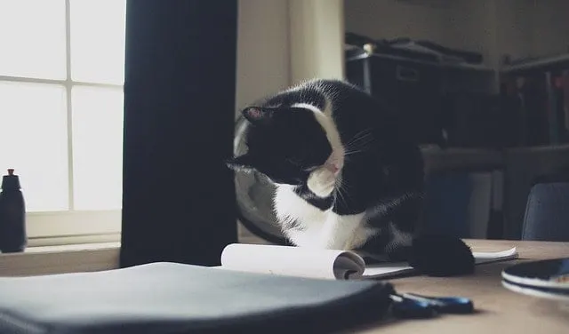 Why Do Cats Sit on Paper? | Fluffy Kitty