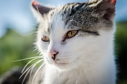 cat with heartworm