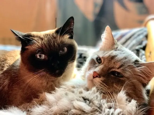 Ultimate Guide to Cat Pregnancy | Fluffy Kitty