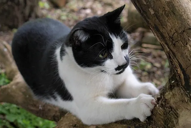 How to Stop a Cat from Scratching Furniture | Fluffy Kitty
