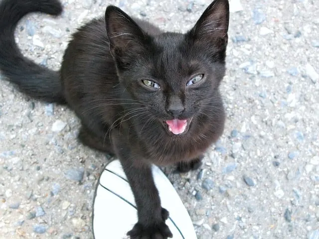 How to stop my cat from meowing - Fluffy Kitty
