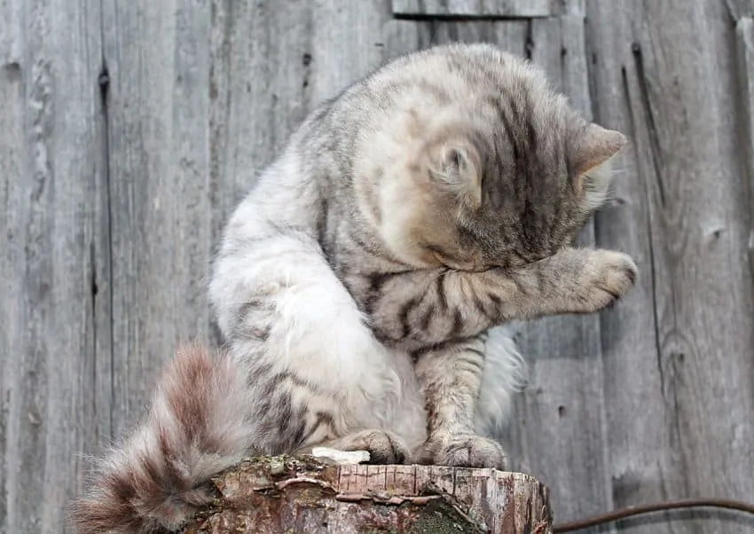 Why Does My Cat Have Scabs? Fluffy Kitty