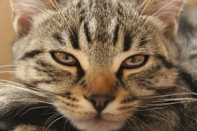 can cats cry tears ?