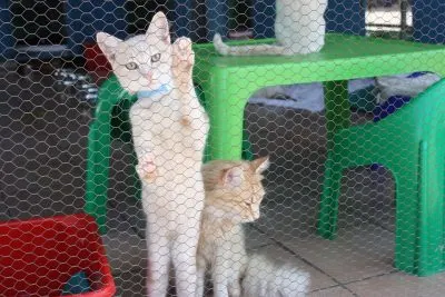 cats in a cattery