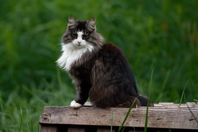 How often do cats need shots | Fluffy Kitty
