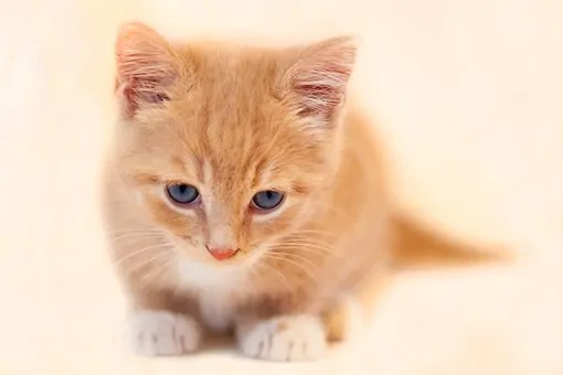 Example: Cat Throwing up Clear Liquid: Why and What to Do? | Fluffy Kitty