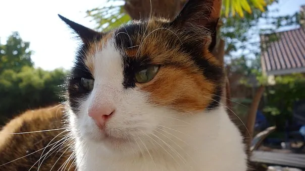 Example: Cat Throwing up Clear Liquid: Why and What to Do? | Fluffy Kitty