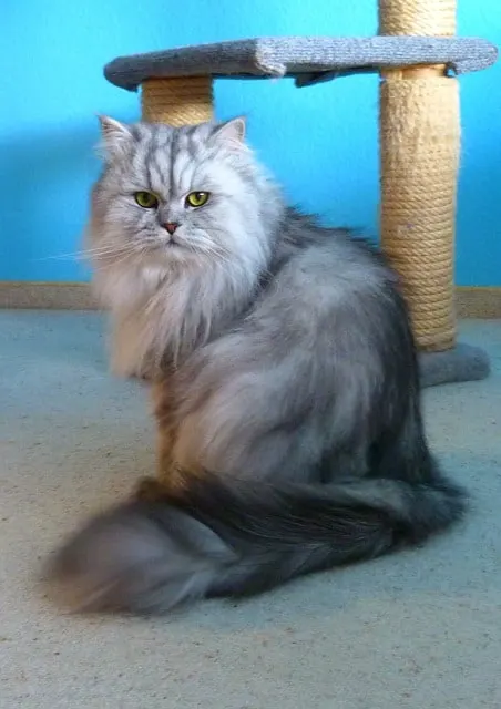 Best Cat Furniture | Fluffy Kitty
