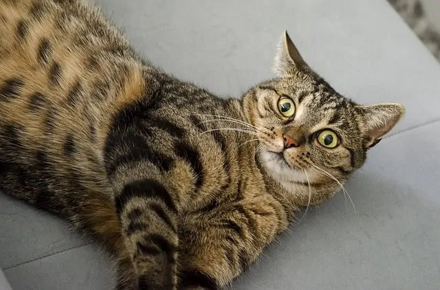 How often do cats need shots | Fluffy Kitty
