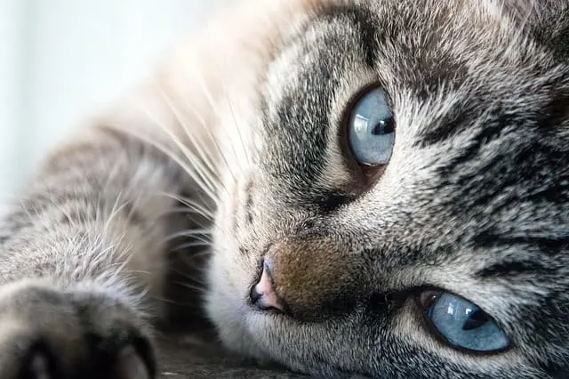Why Do Cat's Eyes Water? | Fluffy Kitty