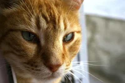 How to tell if your cat has wor