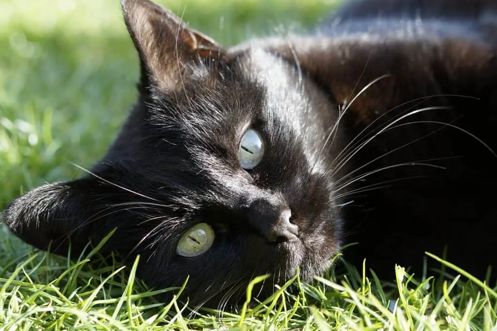 Excessive thirst in cats | Fluffy Kitty