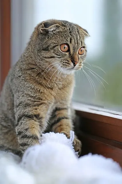 Why Do Cat's Eyes Water? | Fluffy Kitty