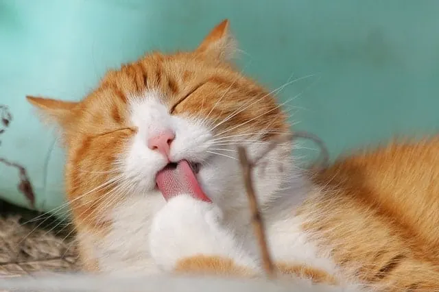 how to get rid of cat litter smell || Fluffy Kitty