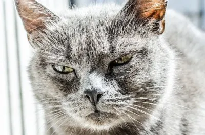 a mad and cat