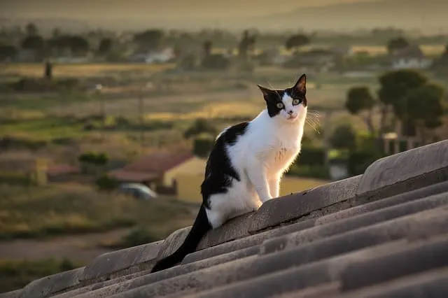 How to Keep Your Cat Cool in the Summer | Ultimate Guide | Fluffy Kitty