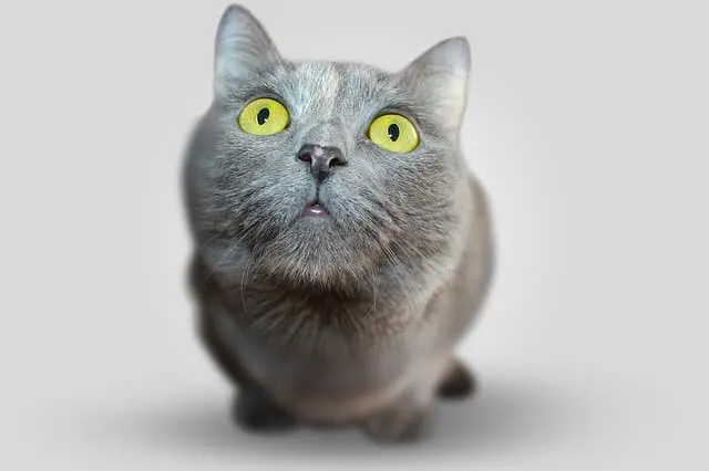 how to get rid of cat litter smell || Fluffy Kitty