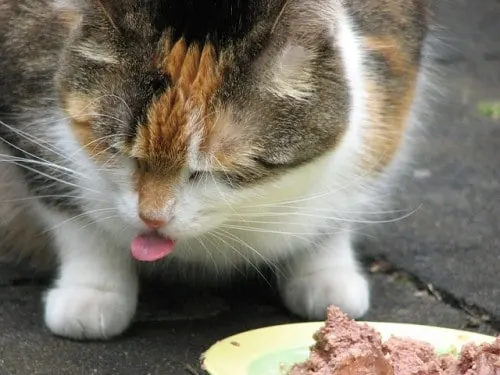 my cat has bad gas, food