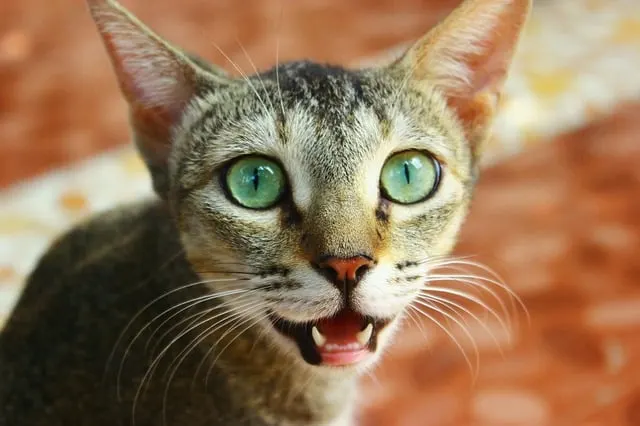 Cat Teeth Chattering | Fluffy Kitty