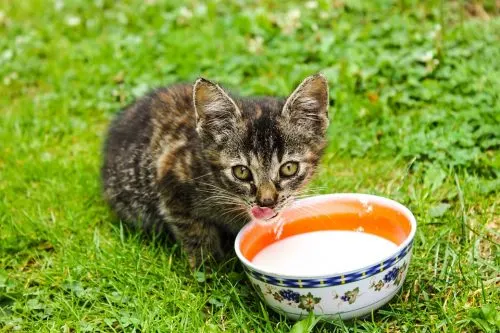 what kind of milk can i give my cat