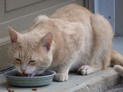 my cat has bad gas new diet