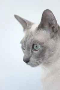 10 best cats for cuddling