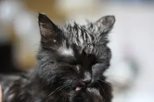 homemade flea spray for cats