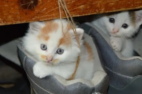cats and fleas