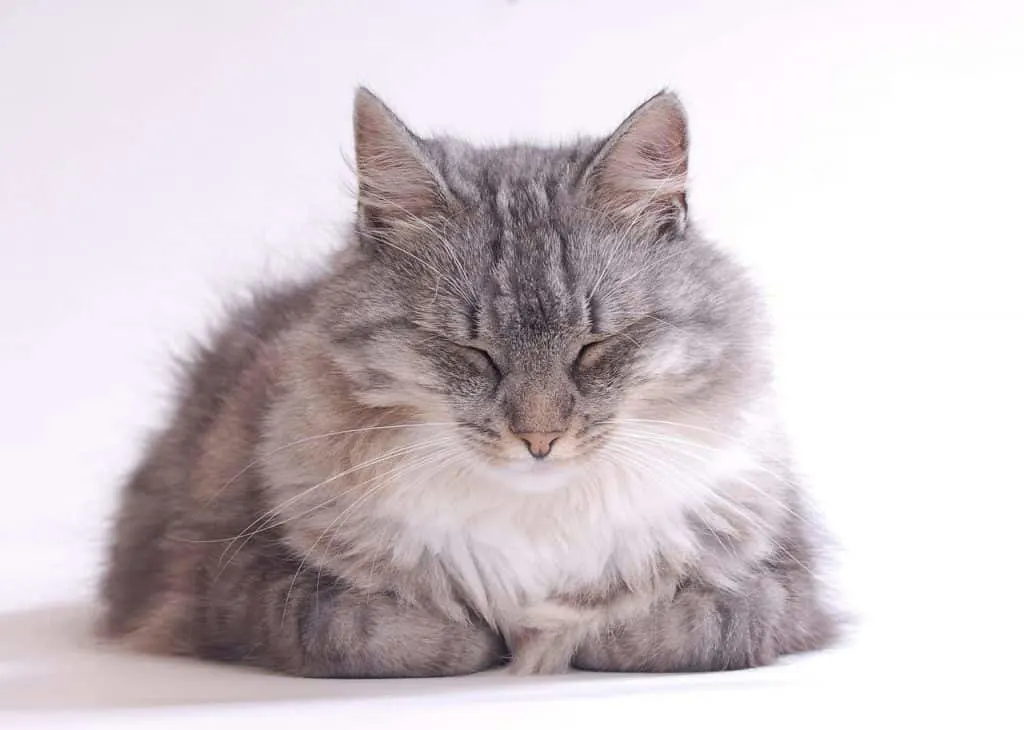 Castor oil for cats