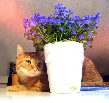 train your cats from eating plants