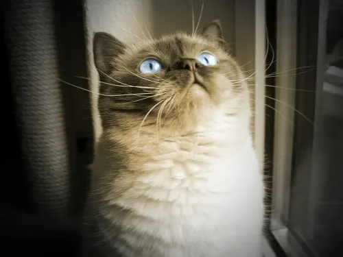my cat ate gum what should I do