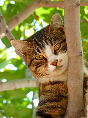 best ceiling high cat tree