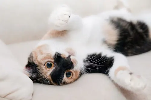 can I give my cat pepto bismol