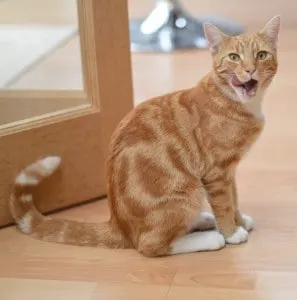 homemade cat food