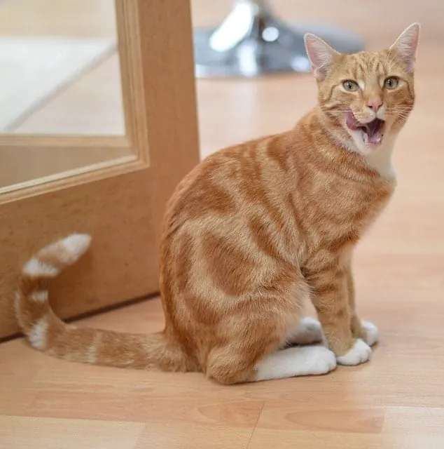 Best Grain Free Food for Cats | Fluffy Kitty