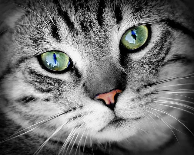 best cat furniture le chat