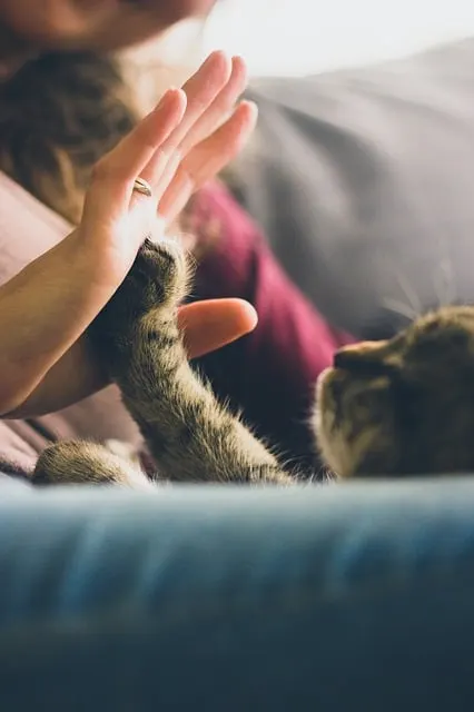 Best Cat Furniture | Fluffy Kitty
