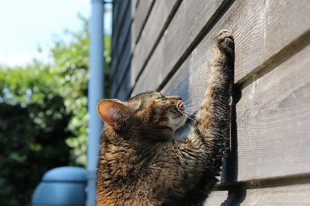 Best Cat Furniture | Fluffy Kitty