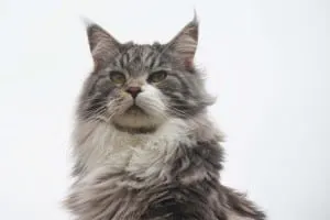 main coone best cat breed for me