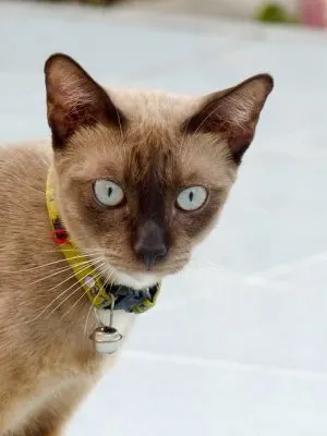 should my cat wear a bell on his collar