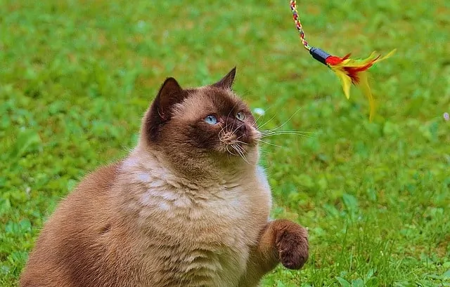 10 Ways to Tell If Your Cat Is Happy | Fluffy Kitty