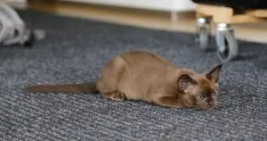 10 best cats for cuddling