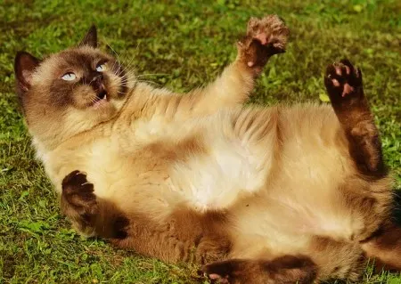 how to stop my cat from biting me