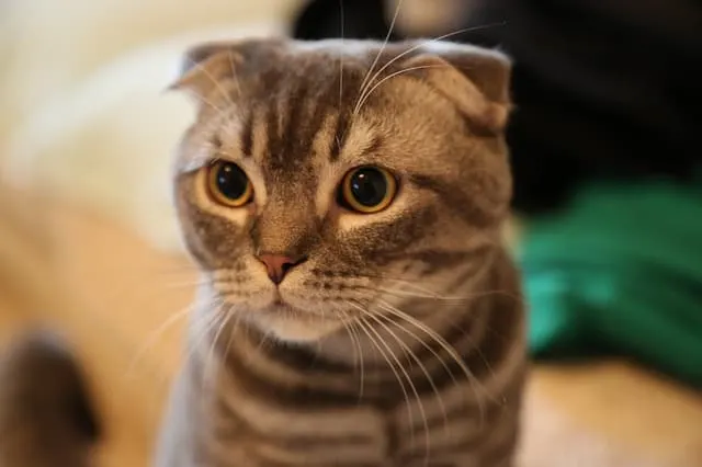 owning a cat for the first time
