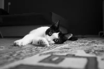 where to put the litter box in the house