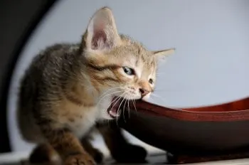 having a cat for the first time